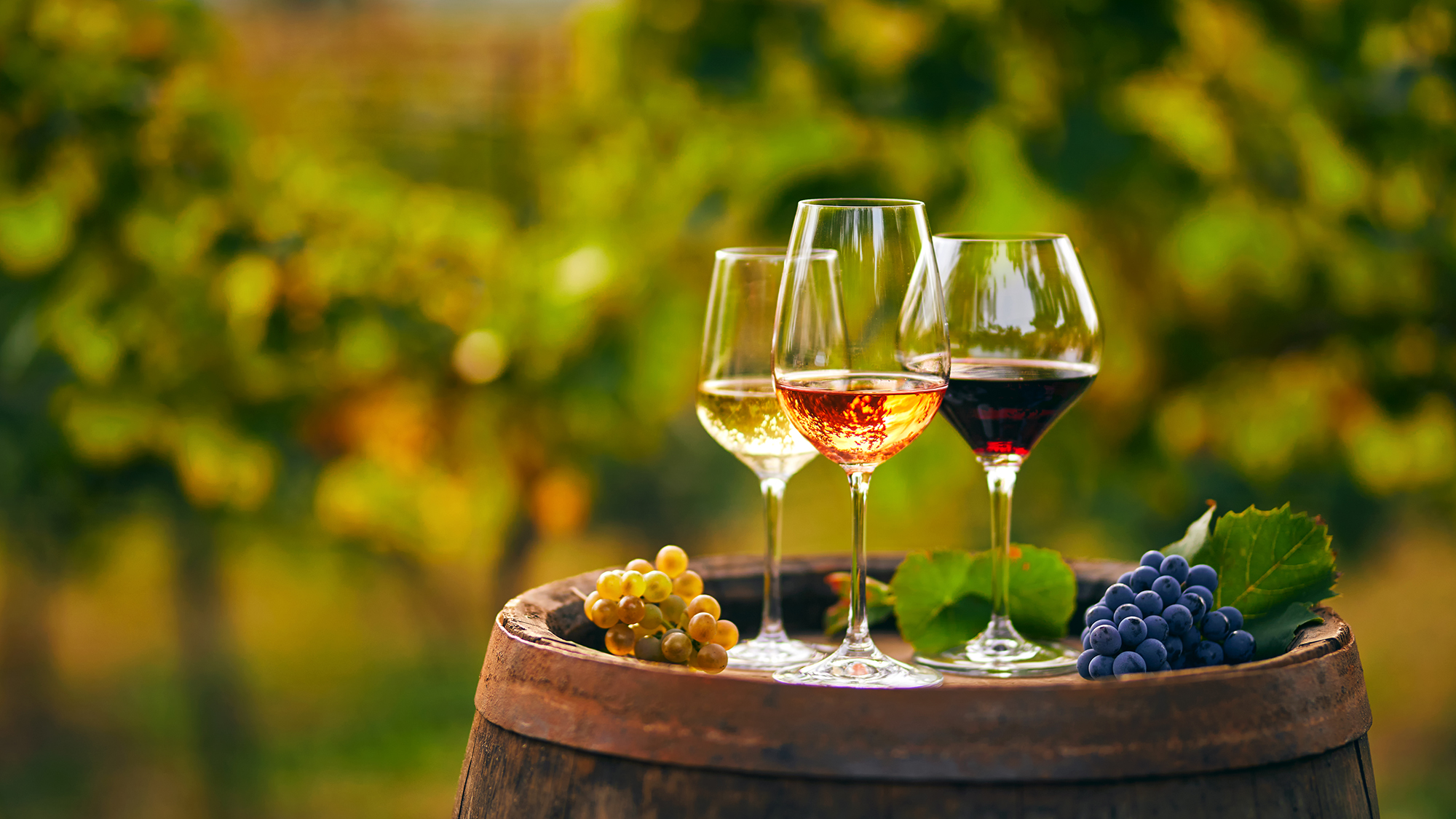 Three glasses with white, rose and red wine on a wooden barrel in the vineyard. Wide photo