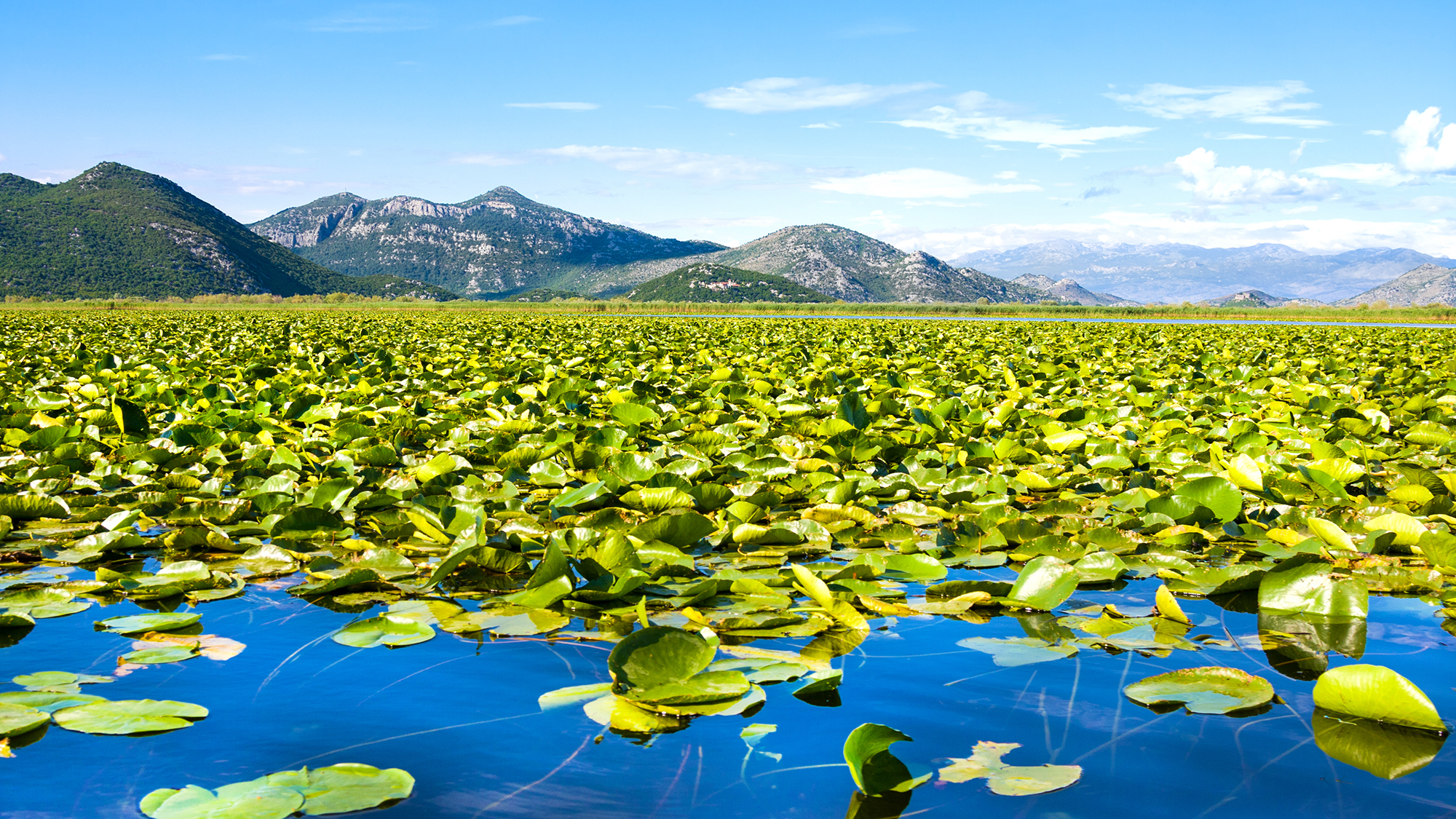 Skadar Lake National Park, Montenegro